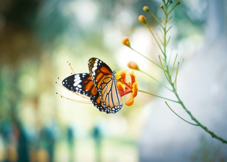 monarch butterfly perched on orange flower in close up photography during daytime