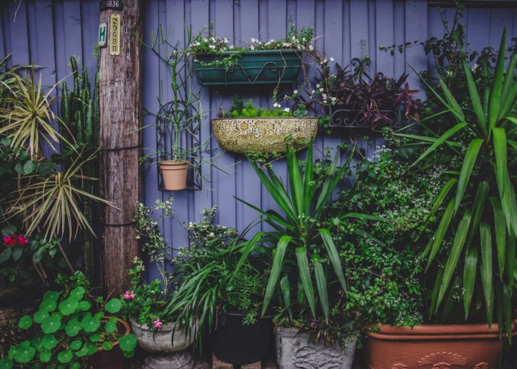 photo of green linear plants