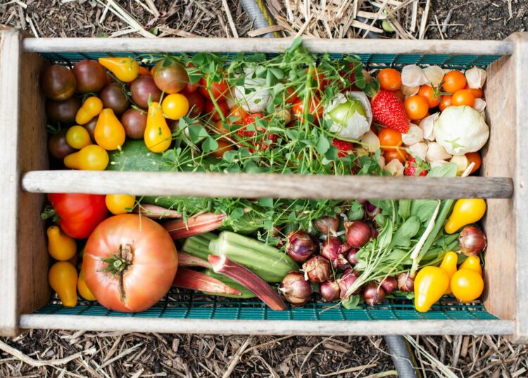 yellow and red tomatoes on green plastic crate