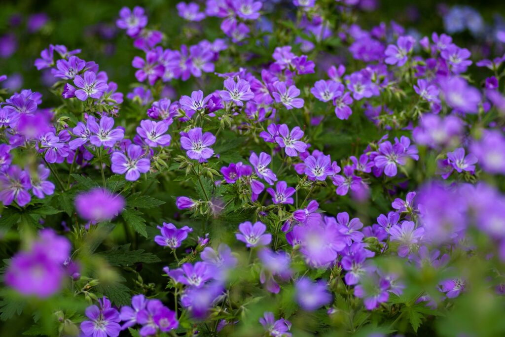 purple flowers