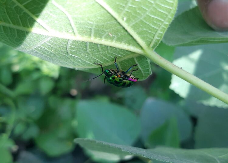 a green bug sitting on top of a green leaf